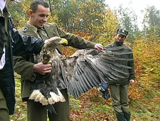 Wyleczona samica w całej okazałości