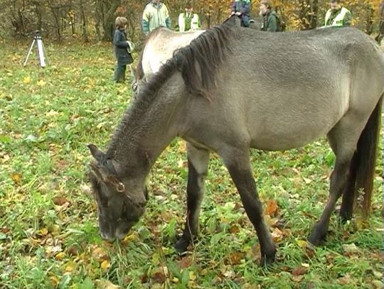 koniki polskie