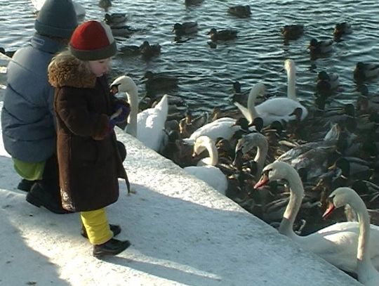 Ptaki czekają