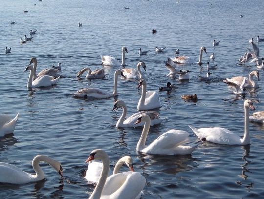 Chory łabędź