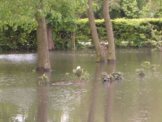 Zalany park