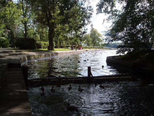 Pomagają rybom