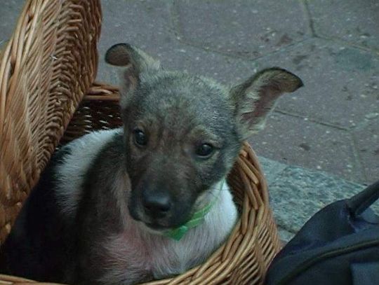 Miesiąc dobroci dla zwierząt