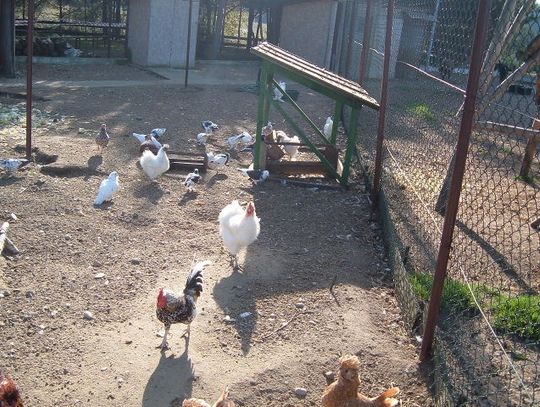 Zagrożenie ptasią grypą