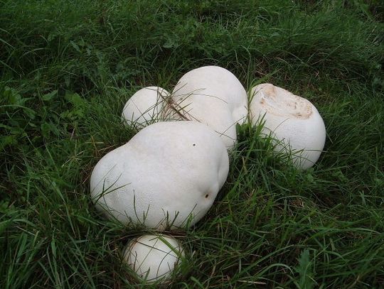 Sypnęło grzybami