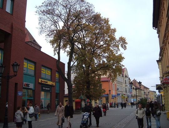 Drzewa będą przesadzone