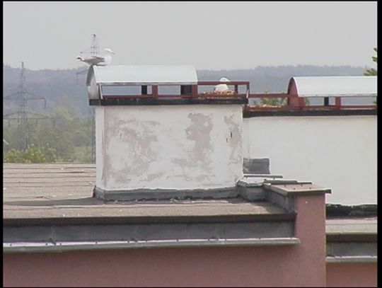 Niespotykane gniazdo