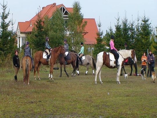 Pogoń za lisem
