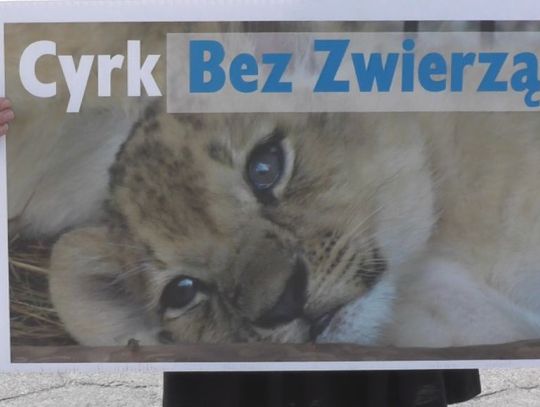 Cyrk bez zwierząt?